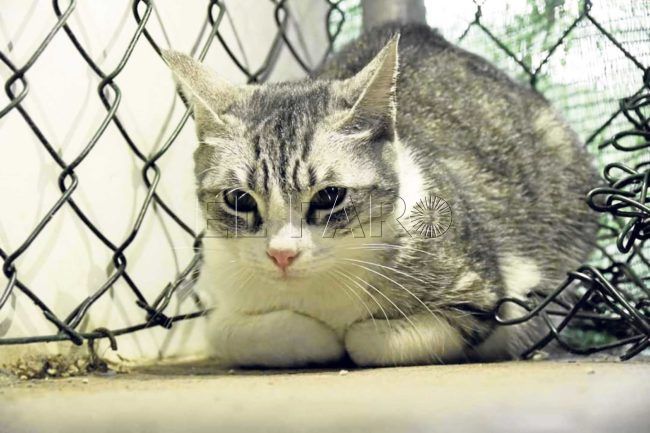 El Faro - Tres gatos buscan un nuevo hogar tras el fallecimiento de su propietaria