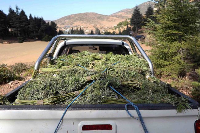 El Gobierno de Marruecos pospone la legalización de ciertos usos del cannabís