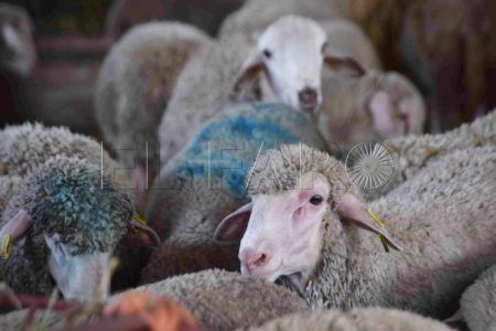 pascua-cordero-compra-animales-06