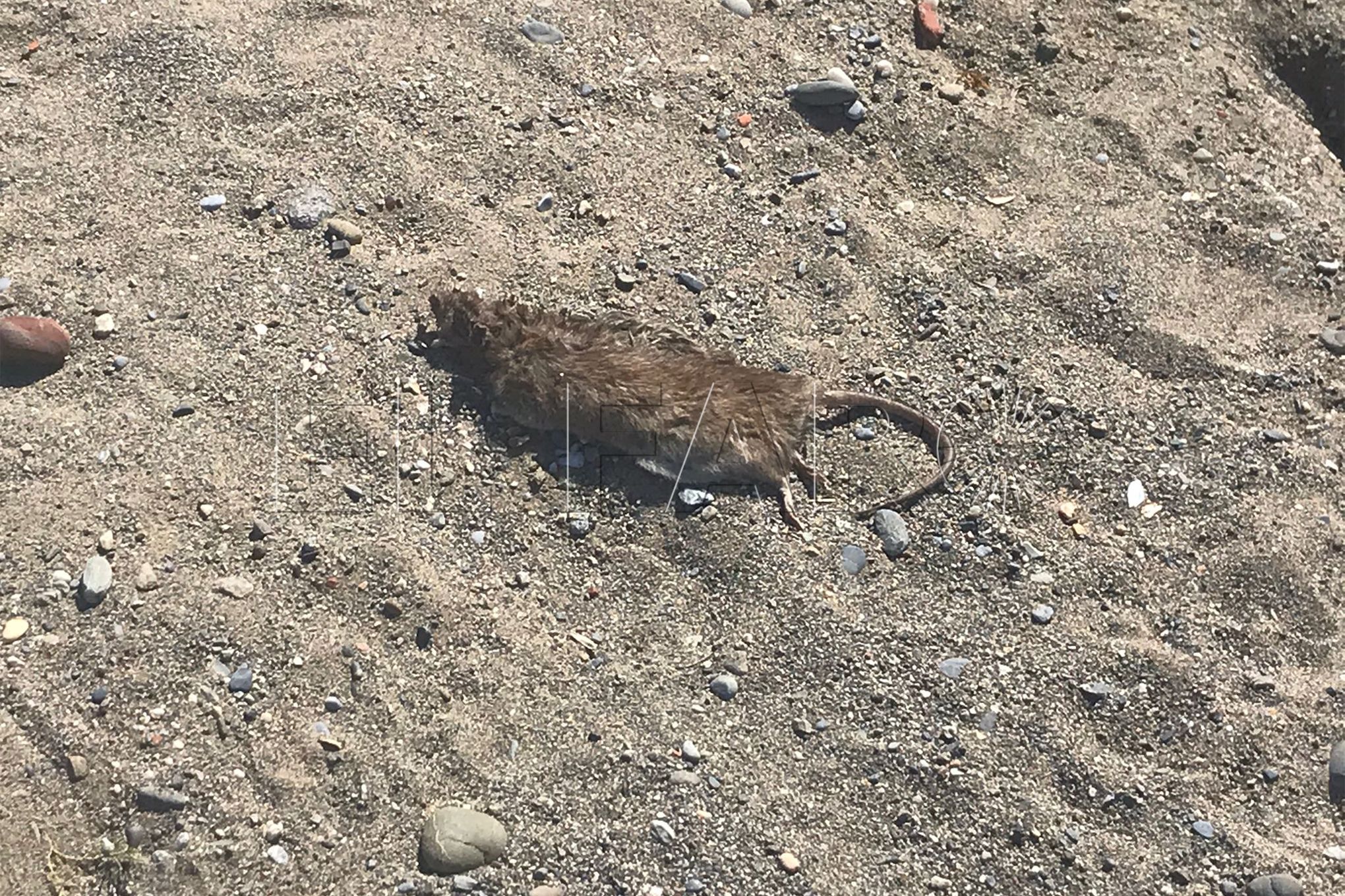 ratas