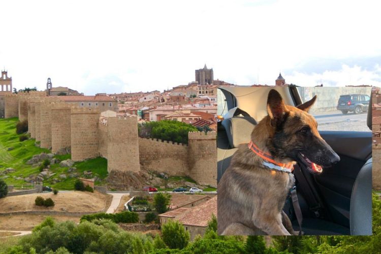 ares-perro-avila