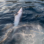 delfin-muerto-mutilado-cecam-3