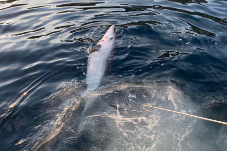 delfin-muerto-mutilado-cecam-3