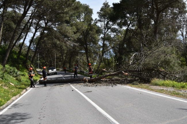 Labores preventivas contra incendios en zonas forestales y mantenimiento de parques y jardines