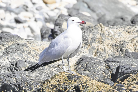 gaviotas-audouin