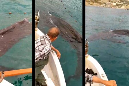 ballena-redes-melilla