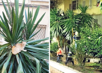 bomberos-gato-alfau