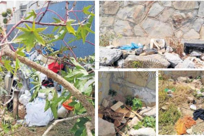 Los gatos callejeros, otras víctimas colaterales de la situación
