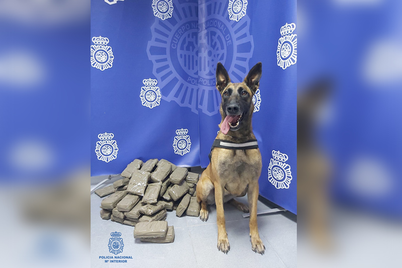 Nea, la agente canina de Ceuta clave para encontrar 30 kilos de hachís
