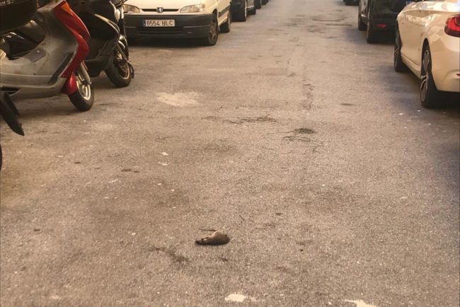 La rata olvidada: lleva cinco días muerta y nadie la recoge