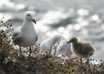 gaviota-audouin-1