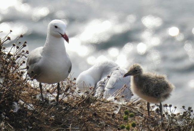 SEO Ceuta reivindica la protección de los espacios naturales en el Día Europeo de la Red Natura 2000