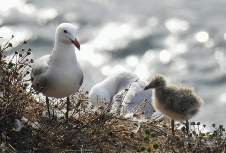gaviota-audouin-1