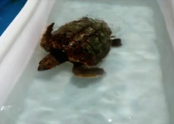tortuga-boba