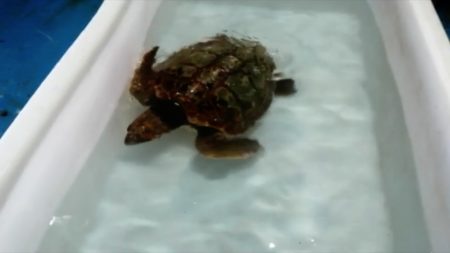 tortuga-boba
