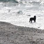 perros-playa-11
