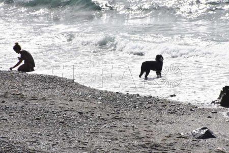 perros-playa-11