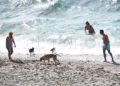 perros-playa-2