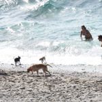 perros-playa-2
