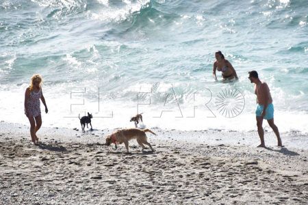 perros-playa-2