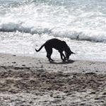 perros-playa-7