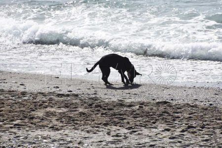 perros-playa-7