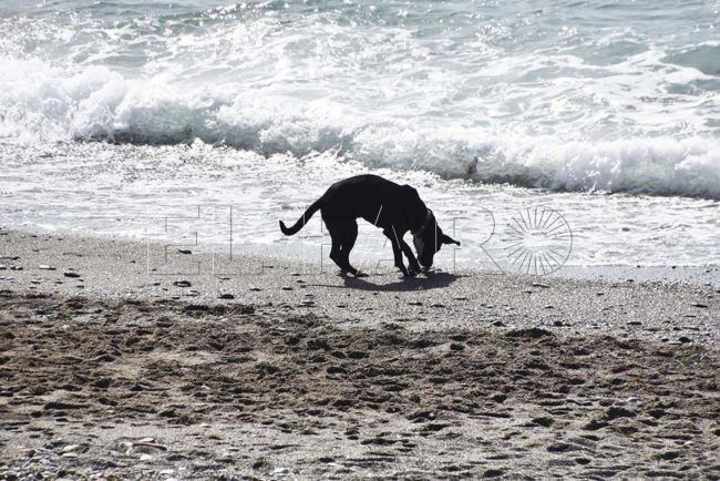 Hallan a su perro, con pulgas y sucio, en la playa del Tarajal… y el dueño no aparece
