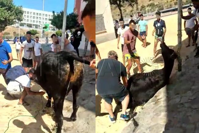 Vox denuncia en la Guardia Civil el sacrificio de una vaca en Loma Colmenar