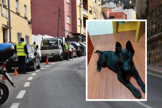 Roban un pastor belga en Pozo Rayo y agreden a su dueño