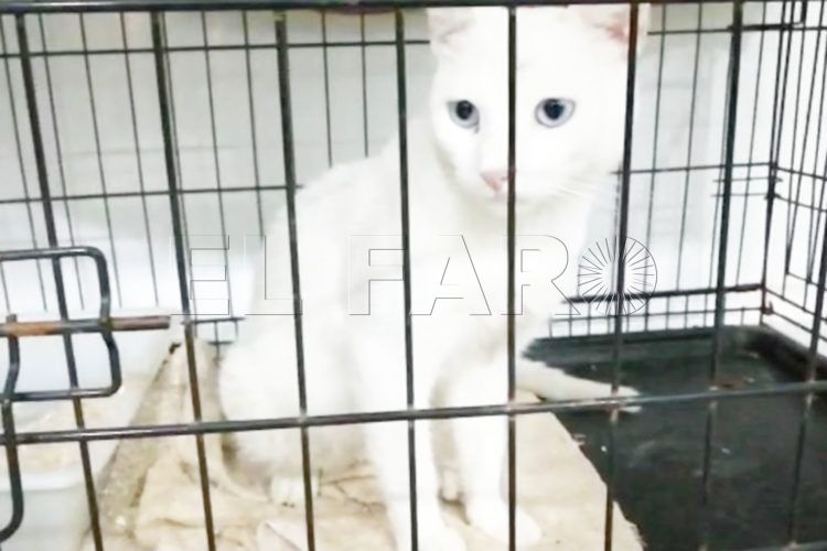 merlin-gato