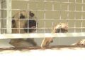 perros-protectora-animales-20