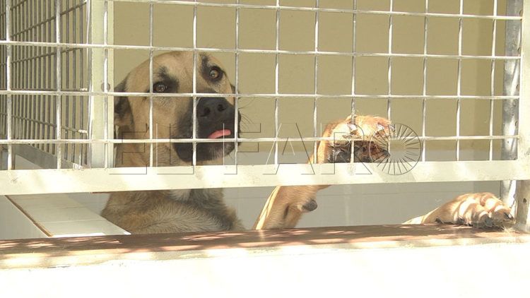 perros-protectora-animales-20