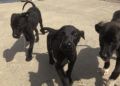 perros-protectora-animales-5