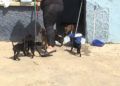 perros-protectora-animales-8