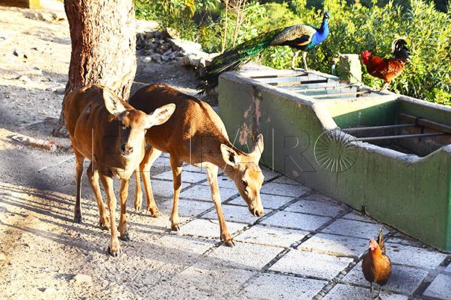 Medio Ambiente contará con un veterinario para el Parque de San Amaro