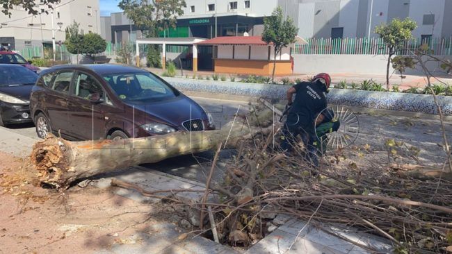 Un árbol caído sobre coches, vehículos y contenedores quemados: intervenciones de Bomberos