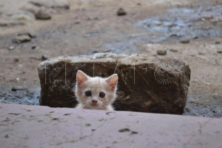 gato-colaboracion
