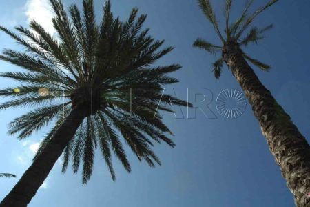 palmera