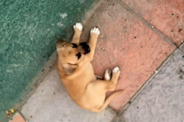 perro-abandonado