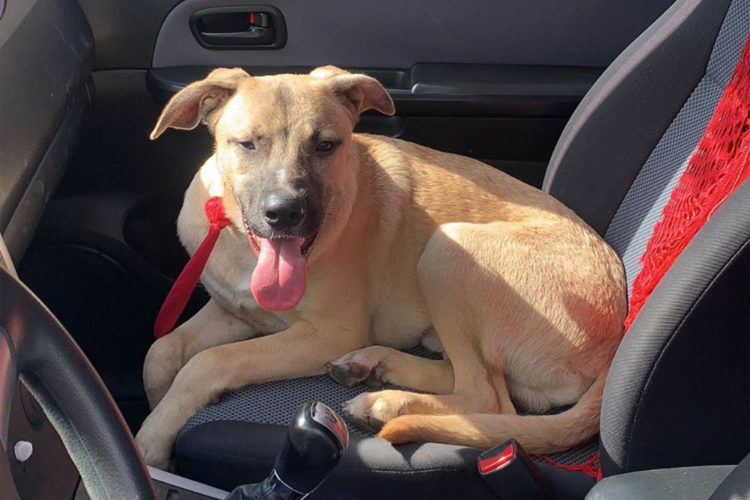 perro-abandonado-acogido