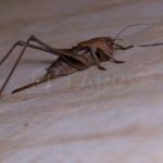 saltamontes