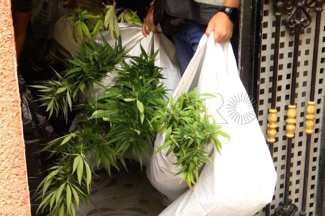 Seis meses de cárcel por tener una plantación de marihuana en la azotea de su casa