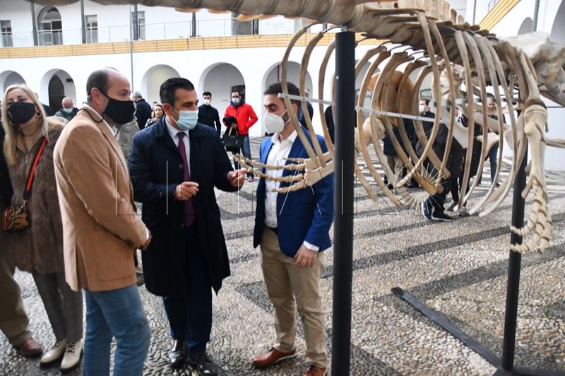 museo-mar-presentacion-esqueleto-ballena-025
