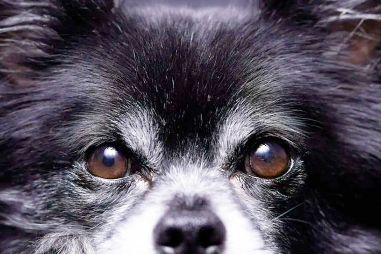 perro