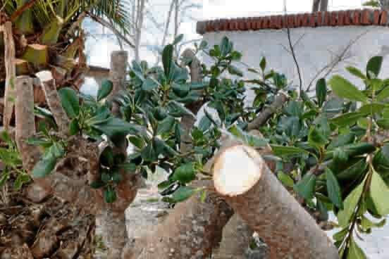 tala-arboles-ermita-san-antonio