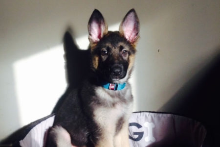 thor-cachorro