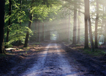 bosque