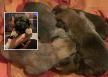 cachorros montaje