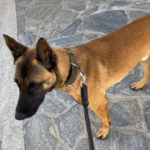 perro-perdido-tech