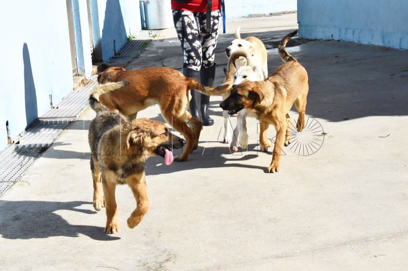 cachorros-adopcion-protectora-004